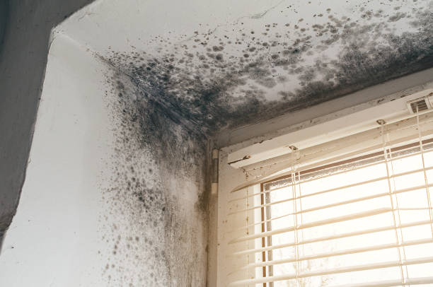 Affordable Mold Cleanup solutions in Olivia, MN
